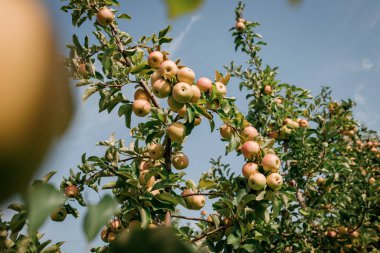 Bahçedeki bir dalda sonbaharda hasat için hazır bir sürü renkli olgun elma var. Elma bahçesi