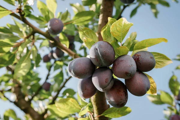 Ripe blue plums on a branch in the garden. Autumn harvest concept. Agriculture Haversting background, many fruits in plantation