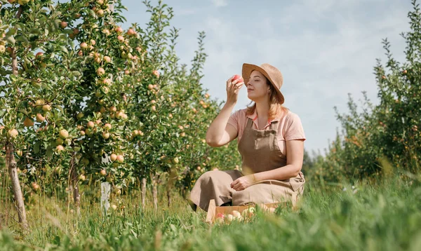 秋の収穫の間に果樹園の庭で新鮮な熟したリンゴを摘んで匂いを嗅ぐ幸せな笑顔の女性農家労働者作物 収穫時期 — ストック写真