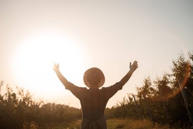 Gün batımında meyve bahçesinde dikilen ve ellerini kaldıran erkek çiftçinin dikiz görüntüsü. Boşluğu kopyala