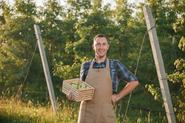 Szczęśliwy Uśmiechnięty Mężczyzna Pracownik Rolniczy Zbieranie Świeżych Dojrzałych Gruszek Ogrodzie — Zdjęcie stockowe