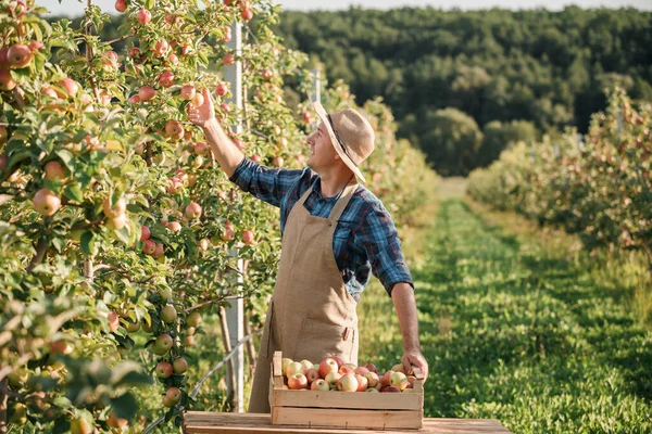 Χαρούμενος Χαμογελαστός Αρσενικός Αγρότης Εργάτης Συγκομιδή Νωπών Ώριμων Μήλων Στον — Φωτογραφία Αρχείου
