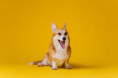 Sarı stüdyo arka planında otururken sevimli Galli Corgi Pembroke esniyor. Köpeğin en popüler türü.