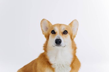 Beyaz arka planda oturan sevimli Galli Corgi Pembroke kameraya bakıyor. Köpeğin en popüler türü.