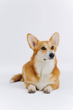 Beyaz arka planda uzanmış kameraya bakan sevimli Galli Corgi Pembroke. Köpeğin en popüler türü.