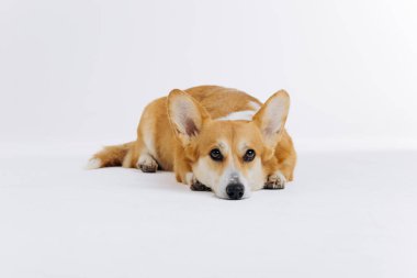 Beyaz arka planda uzanmış kameraya bakan sevimli Galli Corgi Pembroke. Köpeğin en popüler türü.