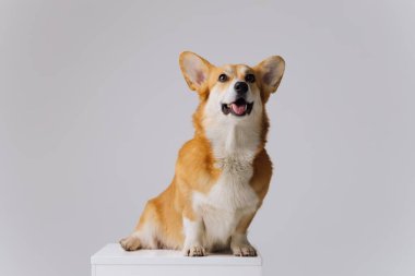 Çok tatlı Galli Corgi Pembroke beyaz arka planda oturuyor ve yana bakıyor. Köpeğin en popüler türü.