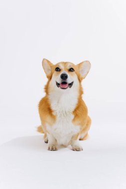 Beyaz arka planda oturan sevimli Galli Corgi Pembroke kameraya bakıyor. Köpeğin en popüler türü.