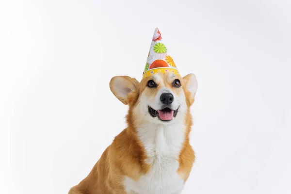 キャップの誕生日を着た愛らしいウェールズのCorgi Pbrokeが白い背景に座っています 犬の中で最も人気のある品種 — ストック写真