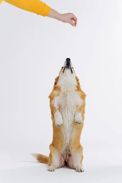 愛らしいウェールズのCorgi Pbrokekeは 白いスタジオの背景に足の裏に立っています 犬の中で最も人気のある品種 — ストック写真