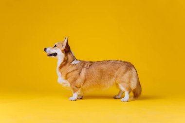 Sarı stüdyo arka planında duran sevimli Galli Corgi Pembroke. Köpeğin en popüler türü.