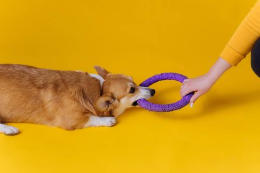 Şirin Galli Corgi Pembroke sarı stüdyo arka planında Puller 'a poz veriyor ve onunla oynuyor. Köpeğin en popüler türü.