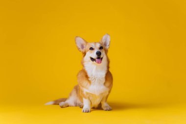 Sarı stüdyo arka planında oturan sevimli Galli Corgi Pembroke. Köpeğin en popüler türü.