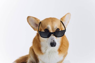 Çok tatlı Galli Corgi Pembroke güneş gözlüğü takıyor beyaz arka planda oturuyor ve yana bakıyor. Köpeğin en popüler türü.