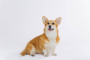 Çok tatlı Galli Corgi Pembroke beyaz arka planda oturuyor ve yana bakıyor. Köpeğin en popüler türü.