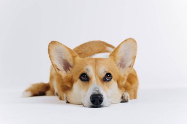 Beyaz arka planda uzanmış kameraya bakan sevimli Galli Corgi Pembroke. Köpeğin en popüler türü.