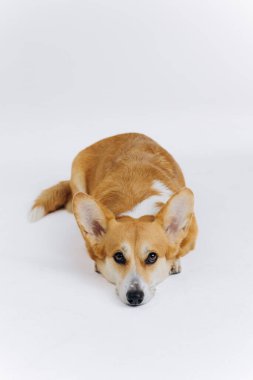 Beyaz arka planda uzanmış kameraya bakan sevimli Galli Corgi Pembroke. Köpeğin en popüler türü.
