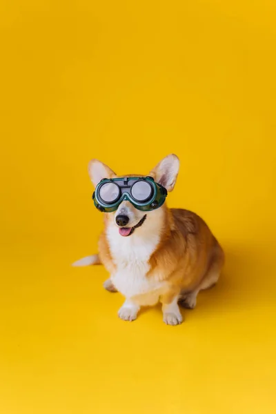 Adorável Engraçado Galês Corgi Pembroke Óculos Solda Sentado Fundo Estúdio — Fotografia de Stock