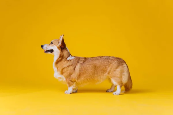 黄色のスタジオの背景に立つ愛らしいかわいいウェールズのコーギーペンブローク 犬の中で最も人気のある品種 — ストック写真