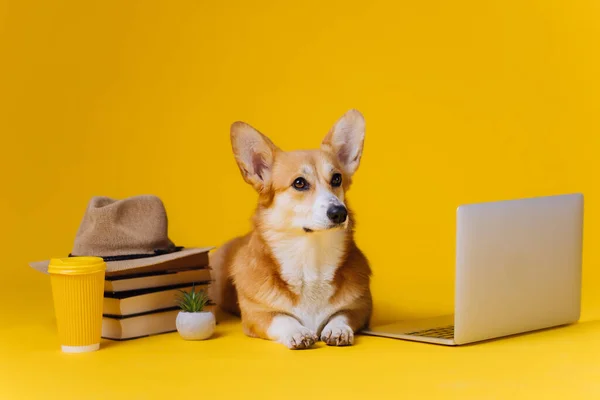 Smart Cute Welsh Corgi Pembroke Laptop Stack Book Studying Yellow — Stock Photo, Image