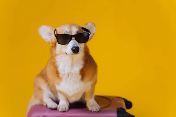 Adorable Cute Welsh Corgi Pembroke Sunglasses Going Vacation Standing Red — Stock Photo, Image