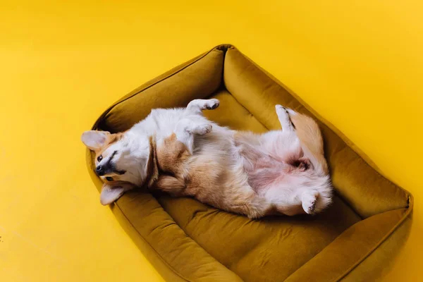 Приємний Милий Валлійський Коргі Пембрук Спить Відпочиває Собачому Ліжку Жовтому — стокове фото