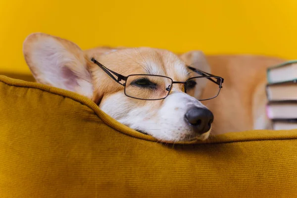 スマート疲れウェールズコーギー黄色のスタジオの背景に本やコーヒーの紙カップのスタックと犬のベッドに横たわってメガネで刺繍 犬の中で最も人気のある品種 広告コンセプト — ストック写真