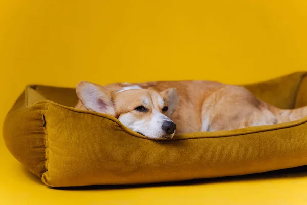 Adorable Cute Welsh Corgi Pembroke Sleeping Relaxing Dog Bed Yellow — Stock Photo, Image