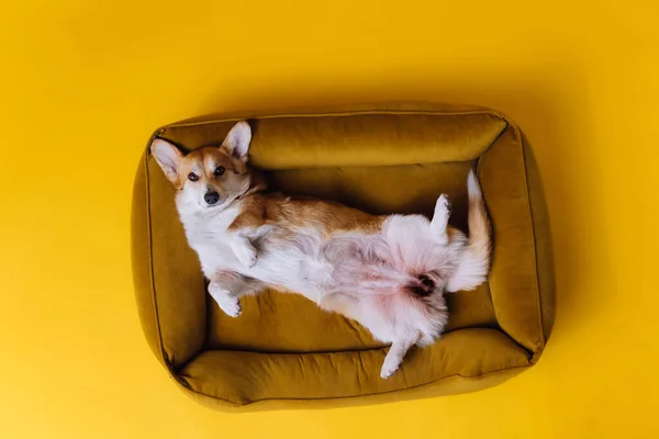 Adorable Cute Welsh Corgi Pembroke Sleeping Relaxing Dog Bed Yellow — Stock Photo, Image