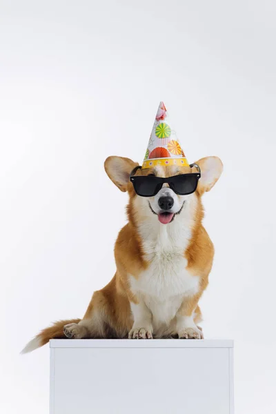 帽子の誕生日を身に着けている愛らしいウェールズのCorgi Pbrokeと白い背景に座っているサングラス 犬の中で最も人気のある品種 広告コンセプト — ストック写真