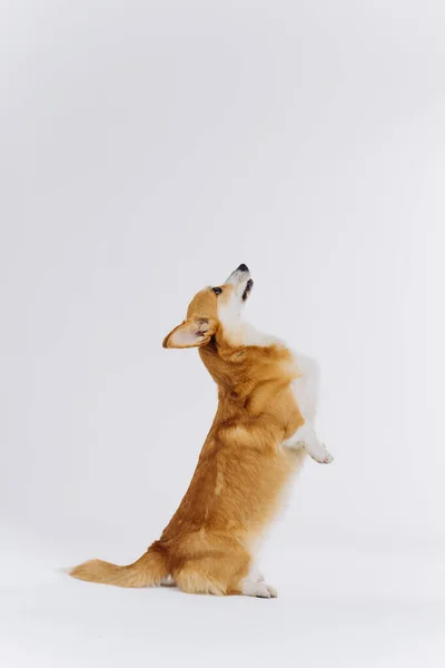 可爱可爱的威尔士科奇彭布罗克后腿站在白色工作室背景 最受欢迎的狗品种 — 图库照片