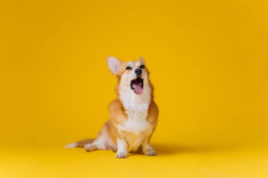 Sarı stüdyo arka planında otururken sevimli Galli Corgi Pembroke esniyor. Köpeğin en popüler türü.