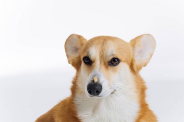 Sevimli şirin Galli Corgi Pembroke beyaz arka planda burnunda köpek maması formülüyle oturuyor. Köpeğin en popüler türü. 