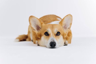 Beyaz arka planda uzanmış kameraya bakan sevimli Galli Corgi Pembroke. Köpeğin en popüler türü.