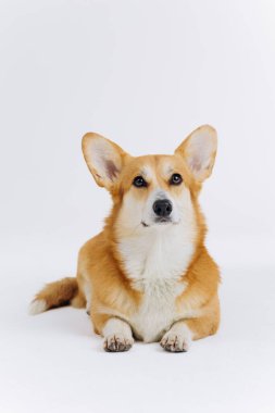 Beyaz arka planda uzanmış kameraya bakan sevimli Galli Corgi Pembroke. Köpeğin en popüler türü.