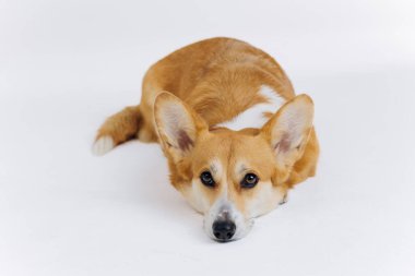 Beyaz arka planda uzanmış kameraya bakan sevimli Galli Corgi Pembroke. Köpeğin en popüler türü.