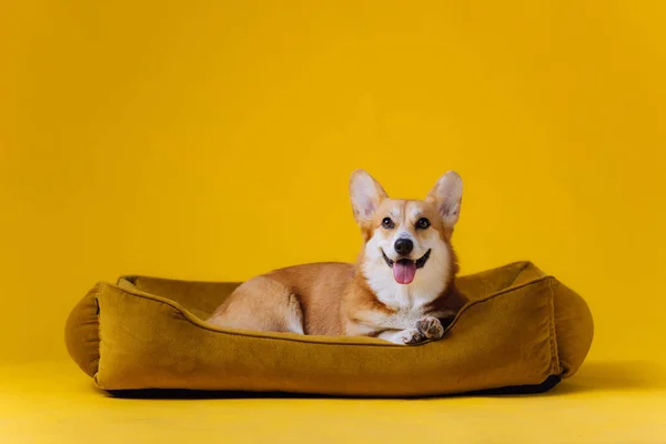 Funny Cute Welsh Corgi Pembroke Lying Dog Bed Yellow Studio — Stock Photo, Image