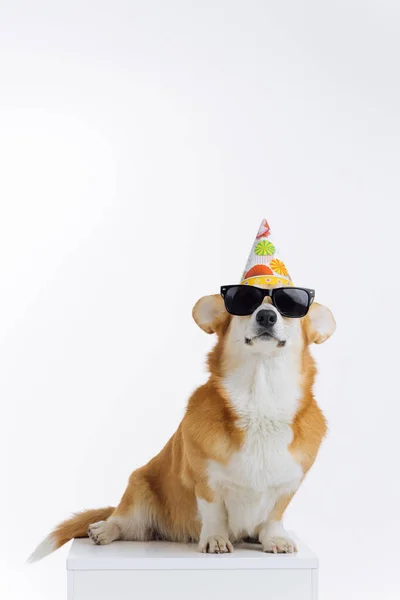 帽子の誕生日を身に着けている愛らしいウェールズのCorgi Pbrokeと白い背景に座っている眼鏡 犬の中で最も人気のある品種 — ストック写真