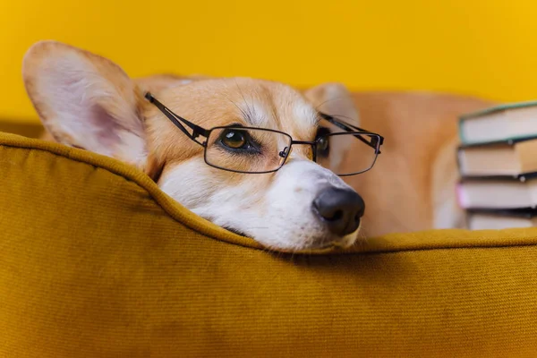 Okos Aranyos Walesi Corgi Pembroke Szemüvegben Feküdt Kutyaágyban Egy Halom — Stock Fotó