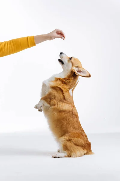 愛らしいウェールズのCorgi Pbrokekeは 白いスタジオの背景に足の裏に立っています 犬の中で最も人気のある品種 — ストック写真