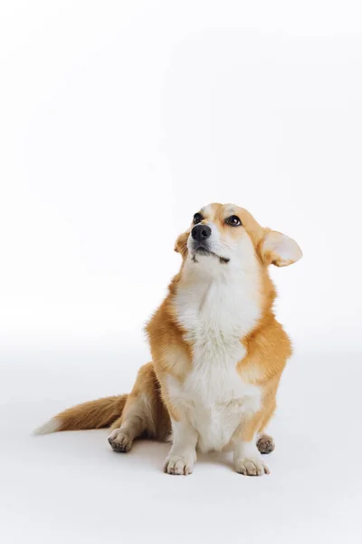 愛らしいウェールズのCorgi Pbrokekeは 白い背景に鼻の上に犬の乾燥食品式の一部で座っています 犬の中で最も人気のある品種 — ストック写真