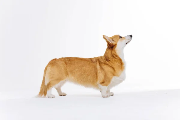可愛いウェールズのコルギペンブロークは白い背景に立って横を見ています 犬の中で最も人気のある品種 — ストック写真