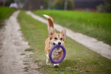 Mutlu Galler Corgi Pembroke köpekleri İlkbahar tarlasında Puller ile oynuyor