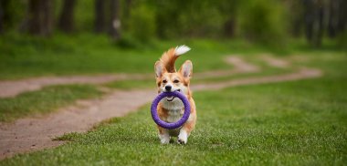 Mutlu Galler Corgi Pembroke köpek İlkbahar Parkı 'nda Puller ile oynuyor