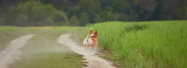 stock image Happy Welsh Corgi Pembroke dog playing with puller in the spring field