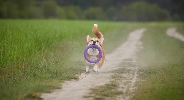 Happy Welsh Corgi Pembroke Dog Playing Puller Spring Field — 스톡 사진