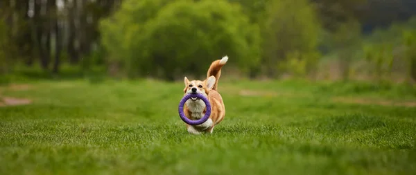 Glücklicher Walisischer Corgi Pembroke Hund Spielt Mit Zugmaschine Frühlingspark — Stockfoto