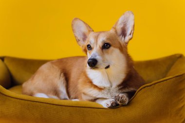 Komik şirin Galli Corgi Pembroke sarı stüdyo arka planında köpek yatağında yatıyor. Köpeğin en popüler türü.