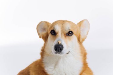 Sevimli şirin Galli Corgi Pembroke beyaz arka planda burnunda köpek maması formülüyle oturuyor. Köpeğin en popüler türü. 