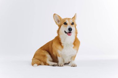 Beyaz arka planda oturan sevimli Galli Corgi Pembroke kameraya bakıyor. Köpeğin en popüler türü.
